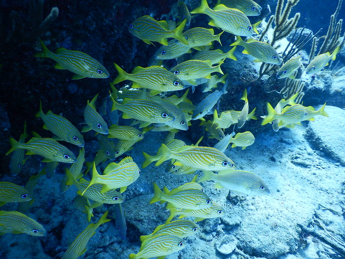 Dive Photo 2